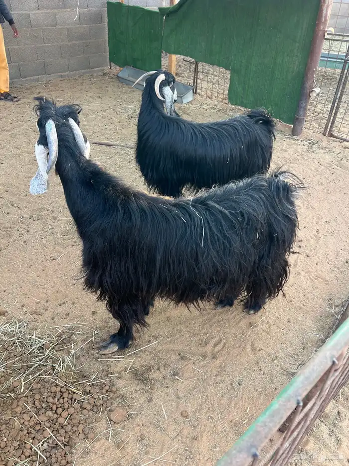 معزا عوارض 2