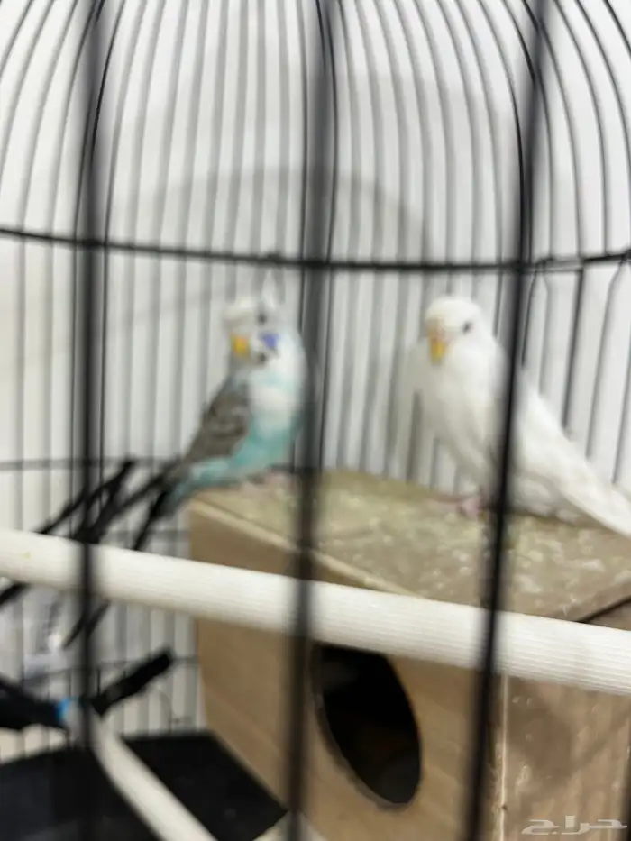 للبيع عصافير 1