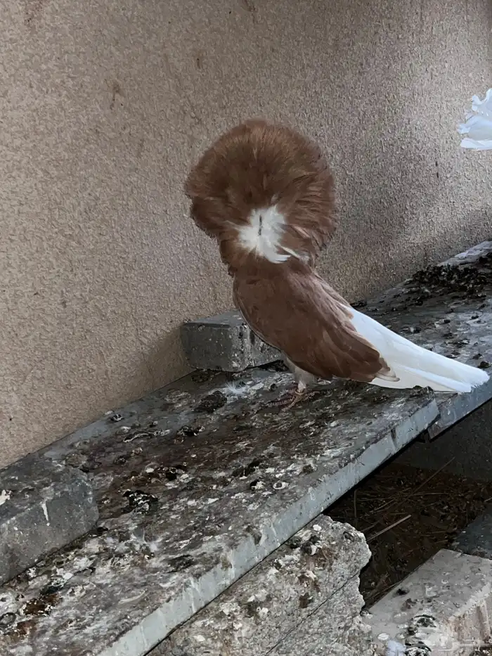 حمام جكوبين 0