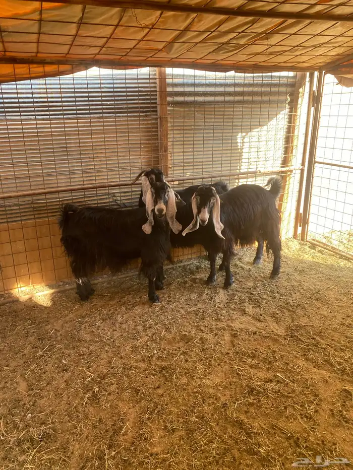 ماعز عارضيات 3 1