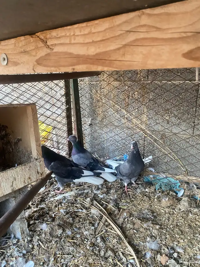 جوز قلابي ازرق معه فروخ 1