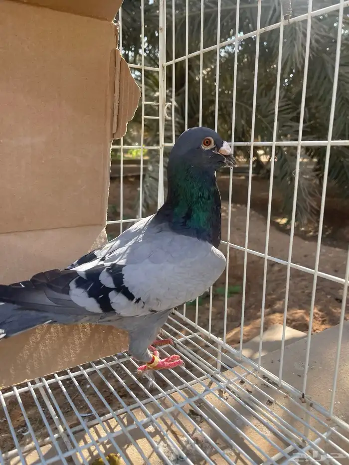 زاجل بلجيكي بيور تحته فروخ 0