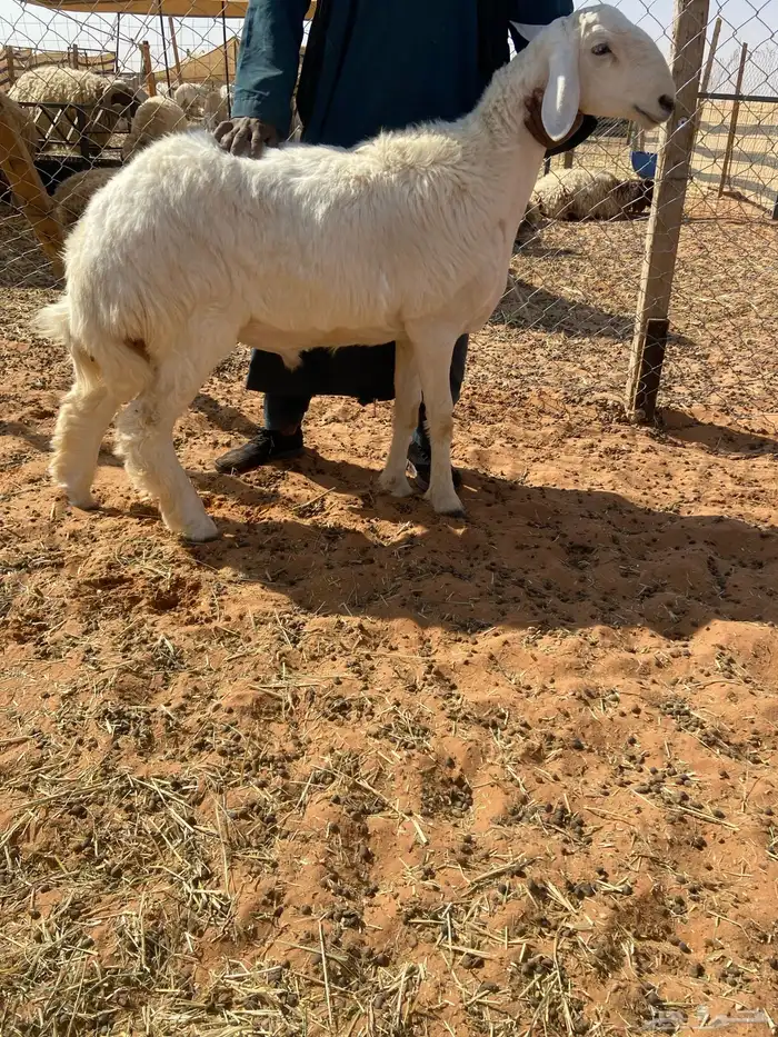 مشروع فحل معرف 1