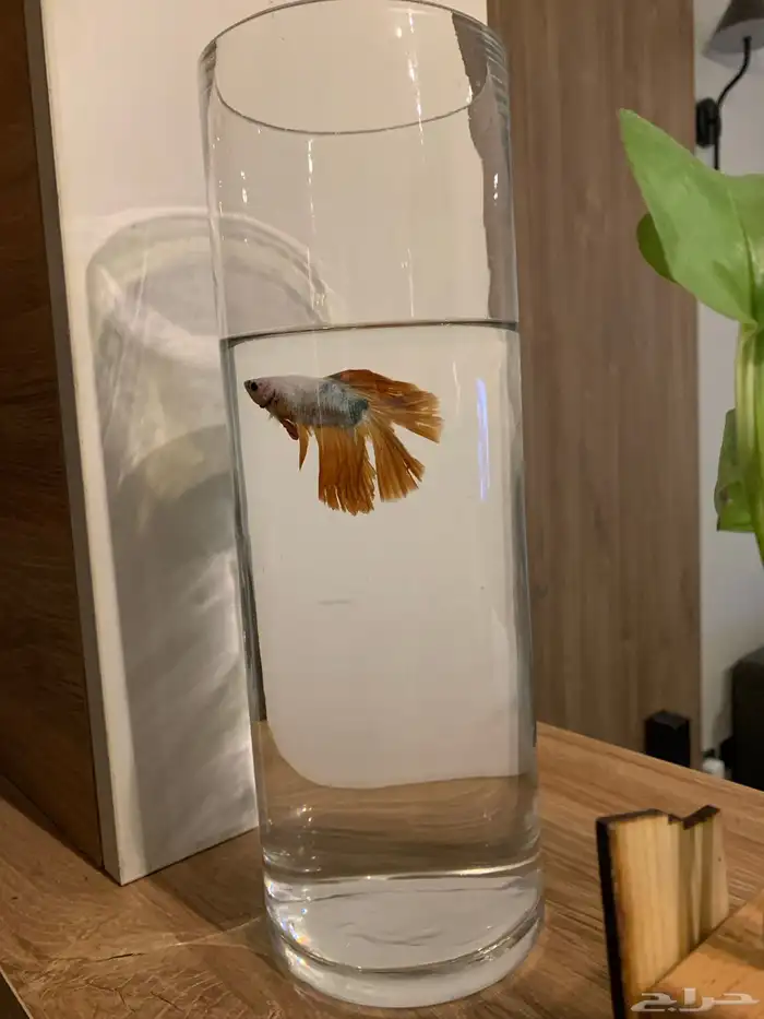 سمك زينه للبيع 1