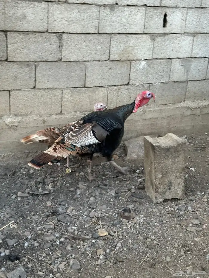 زوج رومي والإنتاج تبعهم 5