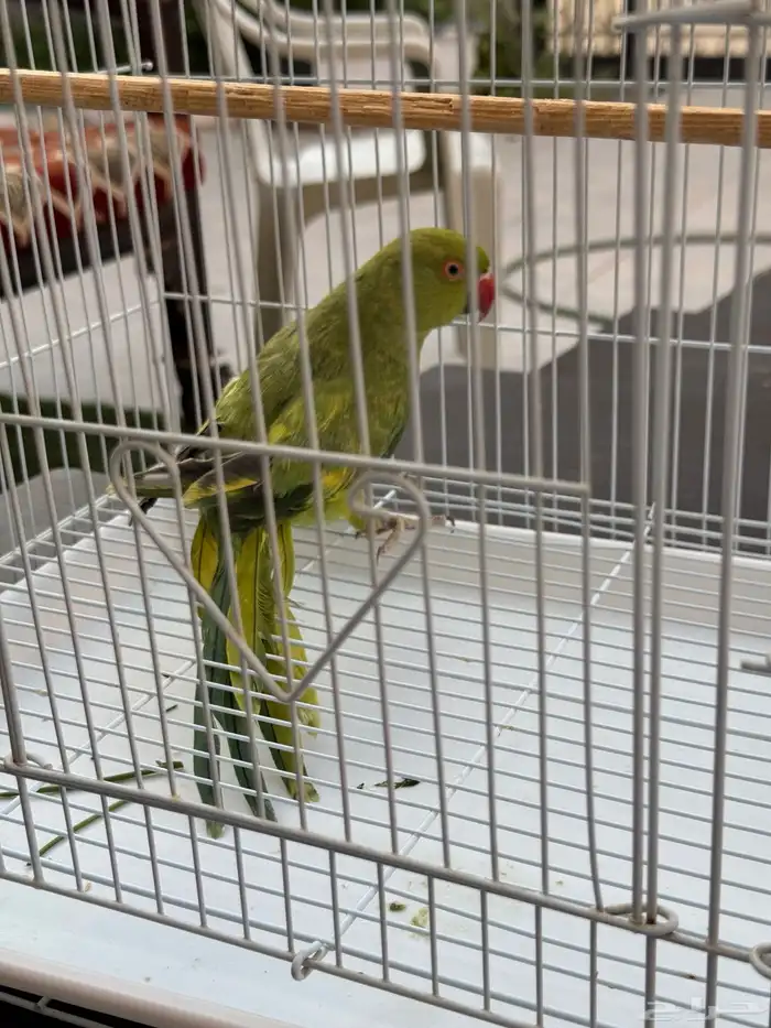 دره انثى للبيع 1