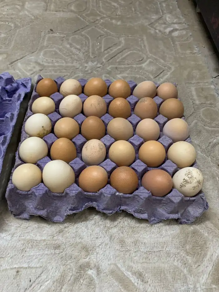 دجاج لوهمان مستوى 10