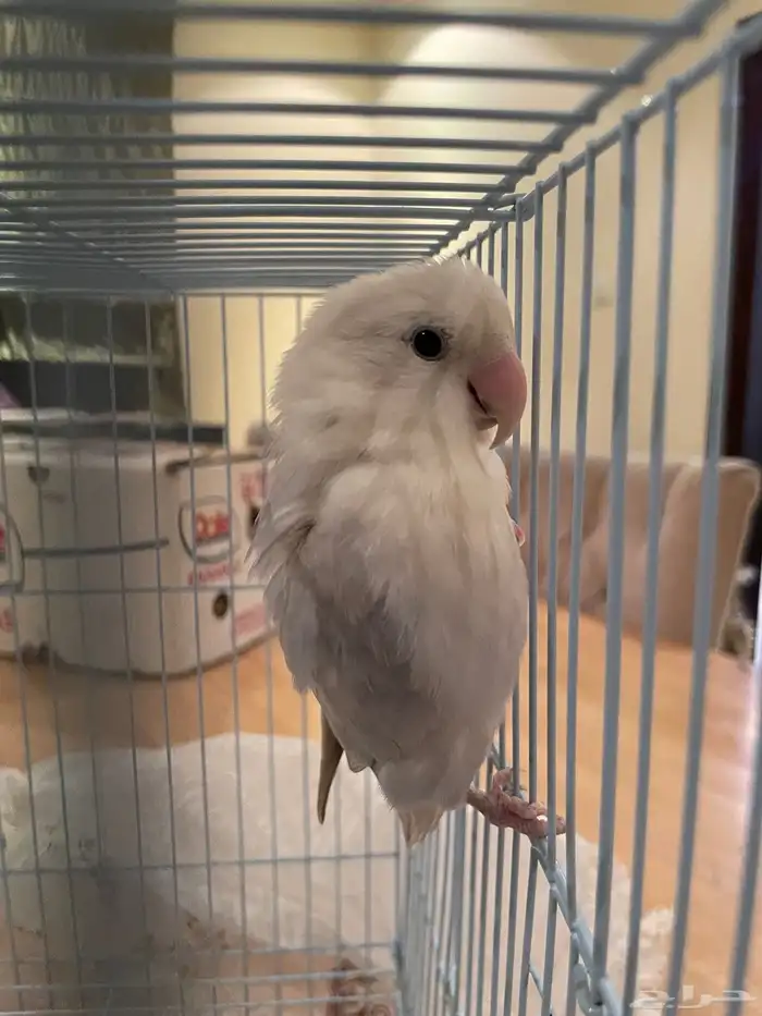 طير روز للبيع 0