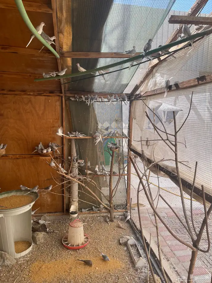 حمام يمام ماسي ملكي 7