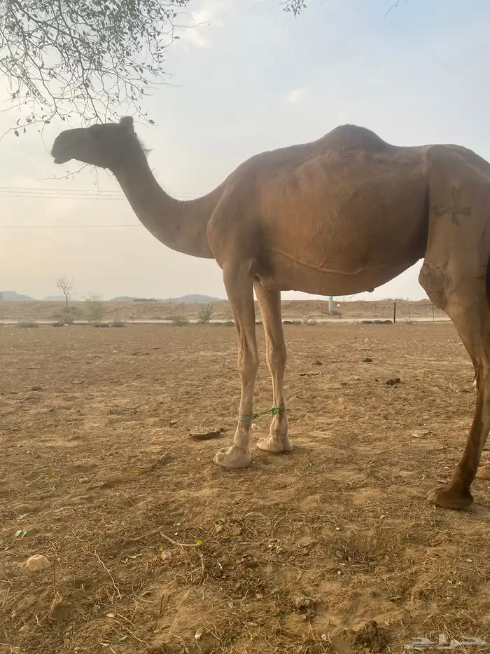 ناقه للبيع. السن. سداس ع وشك ولاده. باقي لها اقل من اسبوع 1