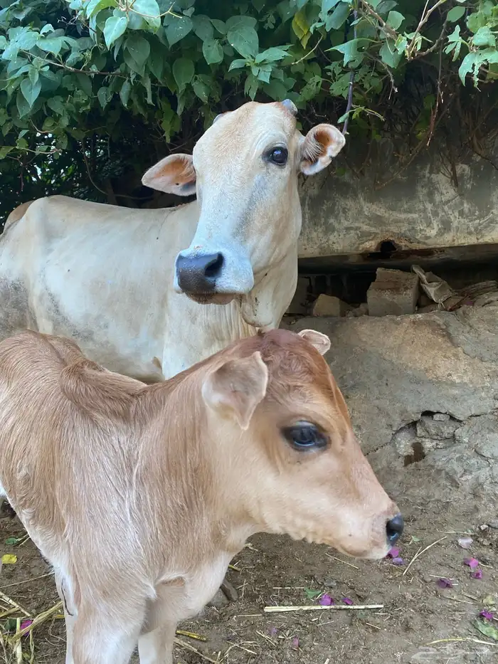 بقره للبيع 1