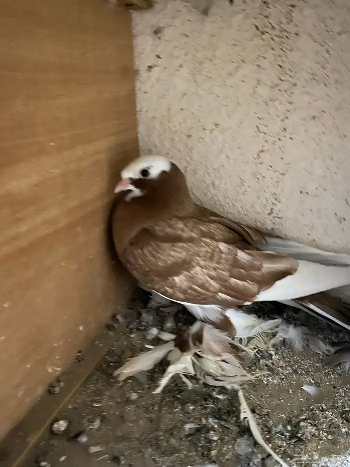 حمام نجفي - لبناني 12