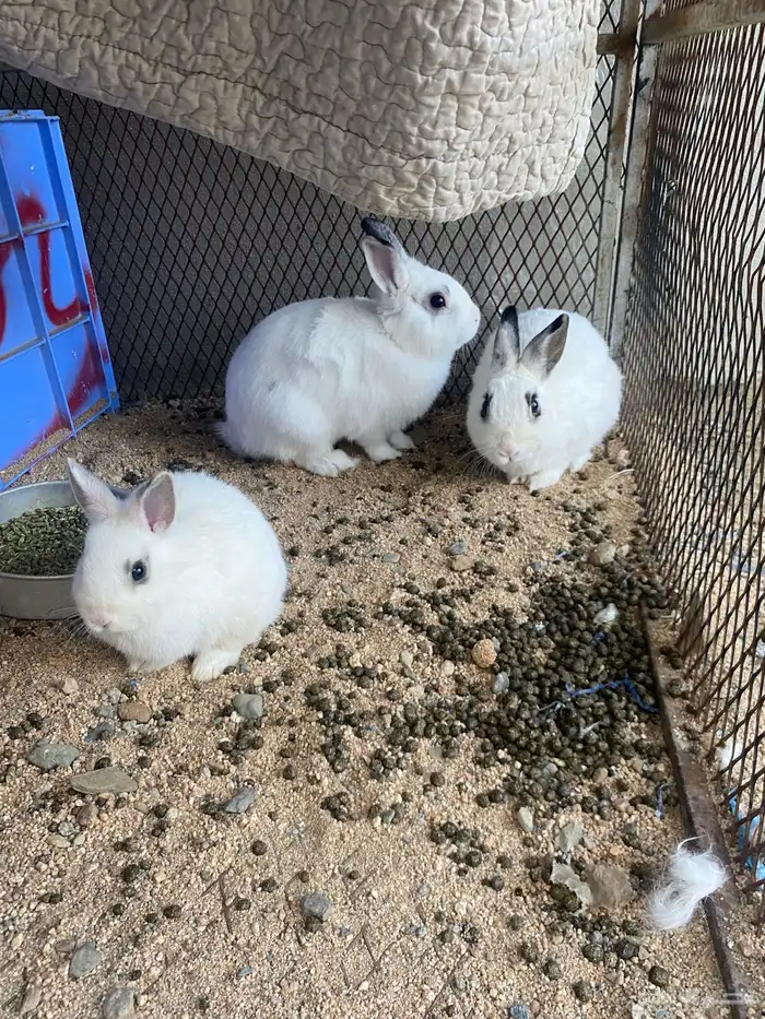 ارانب للبيع 0