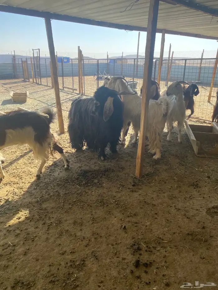 معزي دفيع حصيب العدد 11 بلفحل مشاريك 1