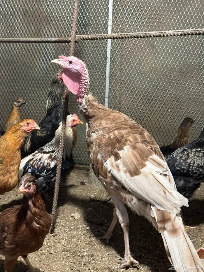 زوج رومي والإنتاج تبعهم 7