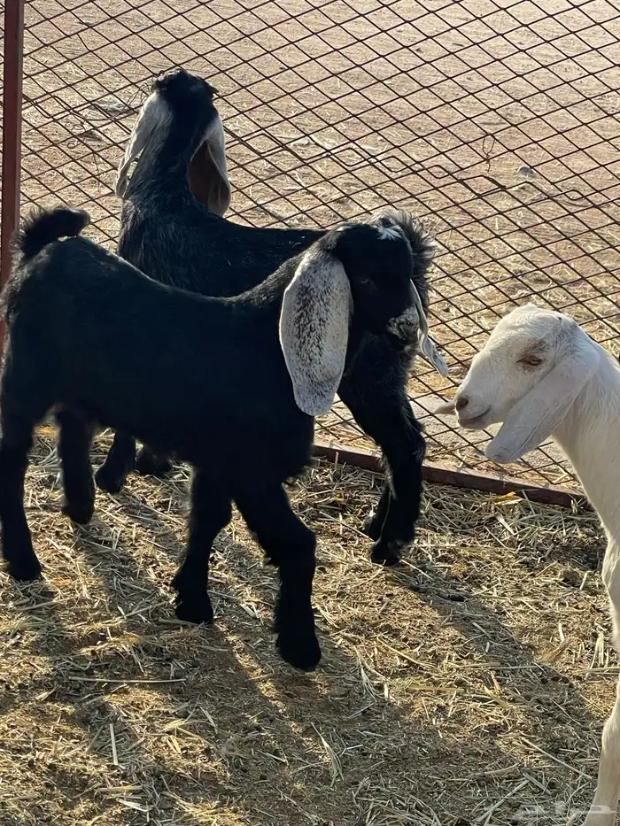 جفرات وتيوس 14