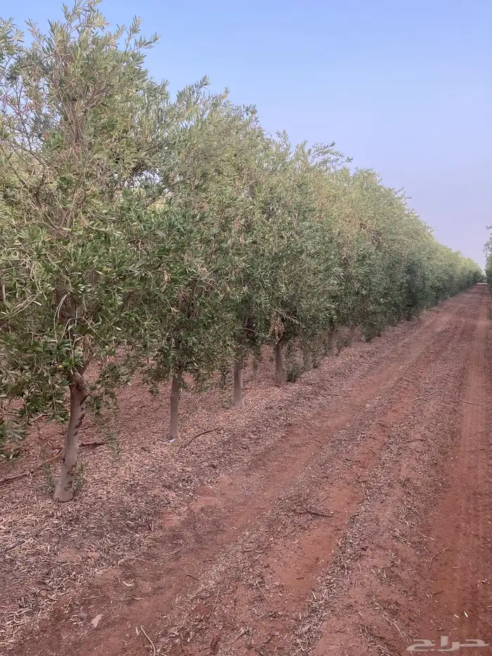 اشجار زيتون مثمر 12