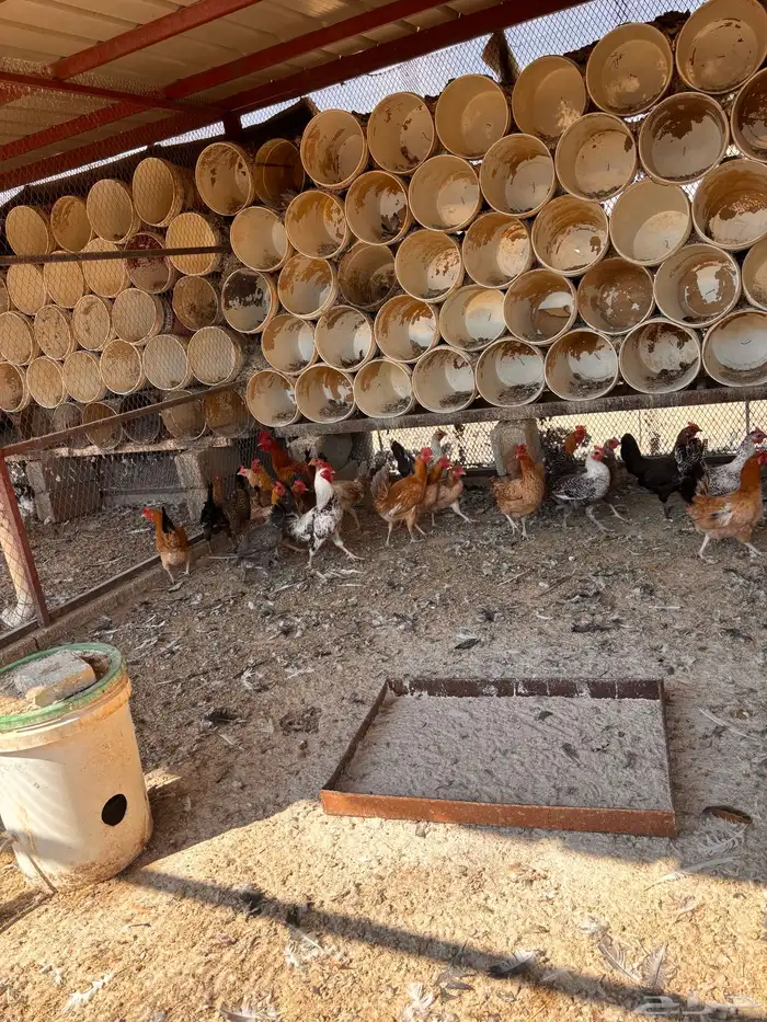 دجاج و بيض مخصب 4