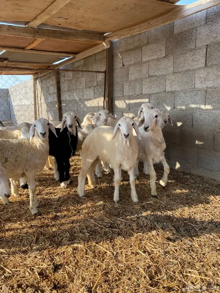 رخال مقاني للي يبي يربي فواخر شعره وطرف 0