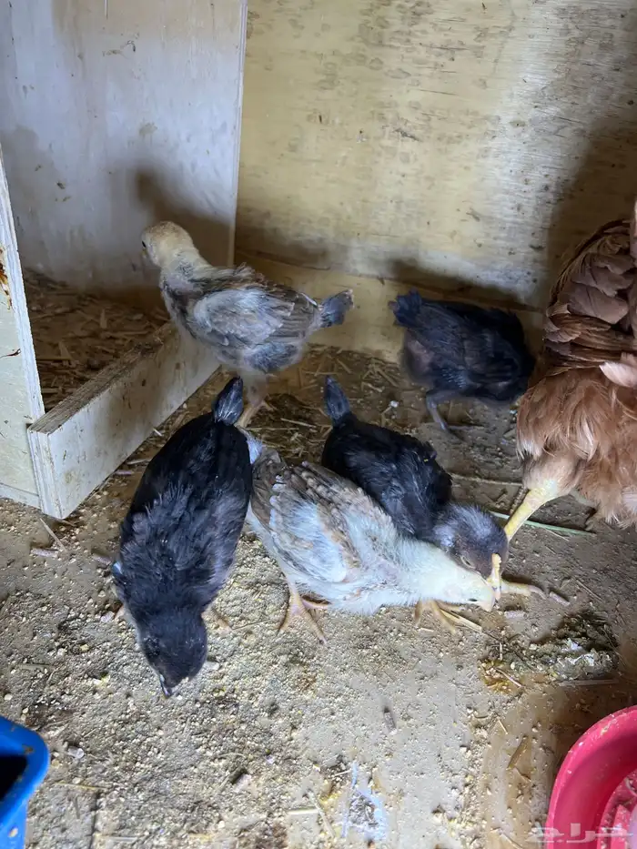 دجاجه عربيه معها 6 فروخ عمرهم تقريبا 21 يوم 3