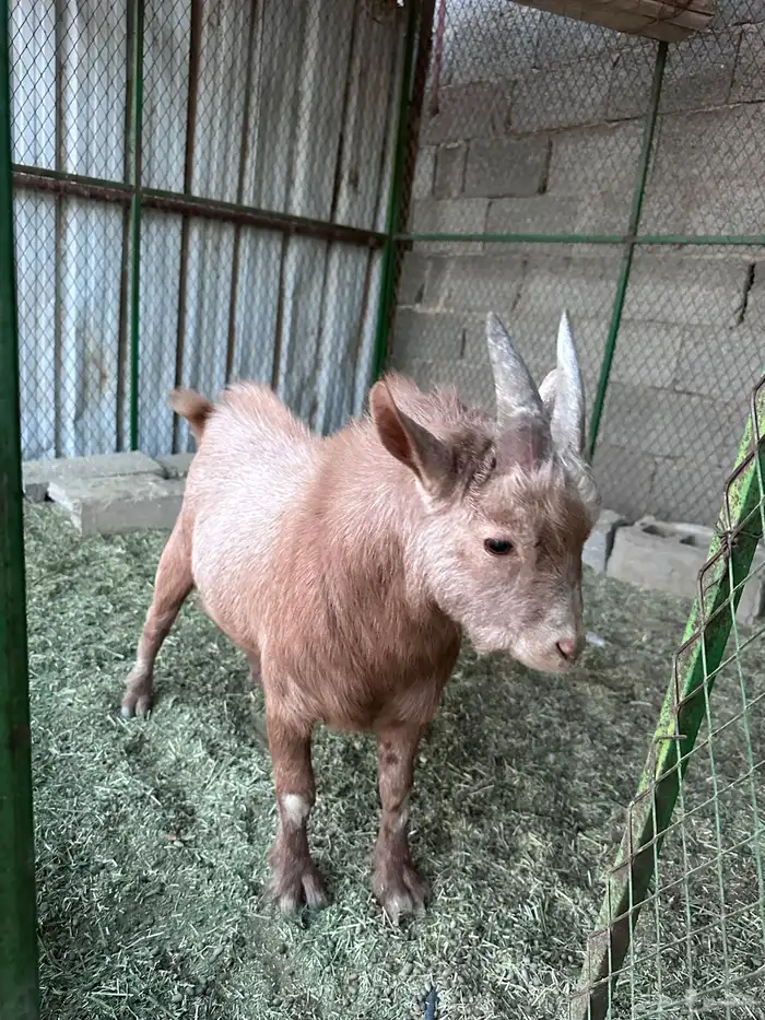 تيس قزمي الصحه سليم 1