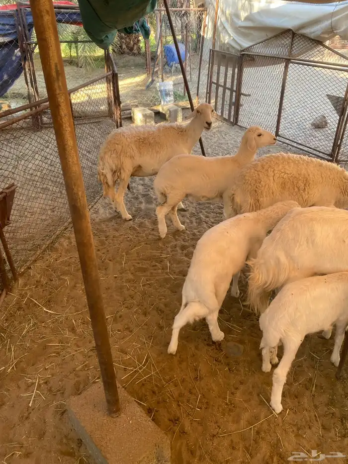 ضان متابيع 3