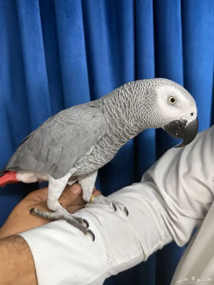 كاسكو أفريقي جامبو أليف وبحر كلام تبارك الرحمن 13