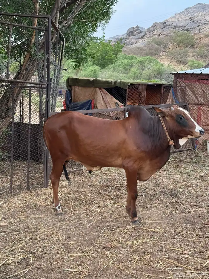 حسيل بلدي شرط 0