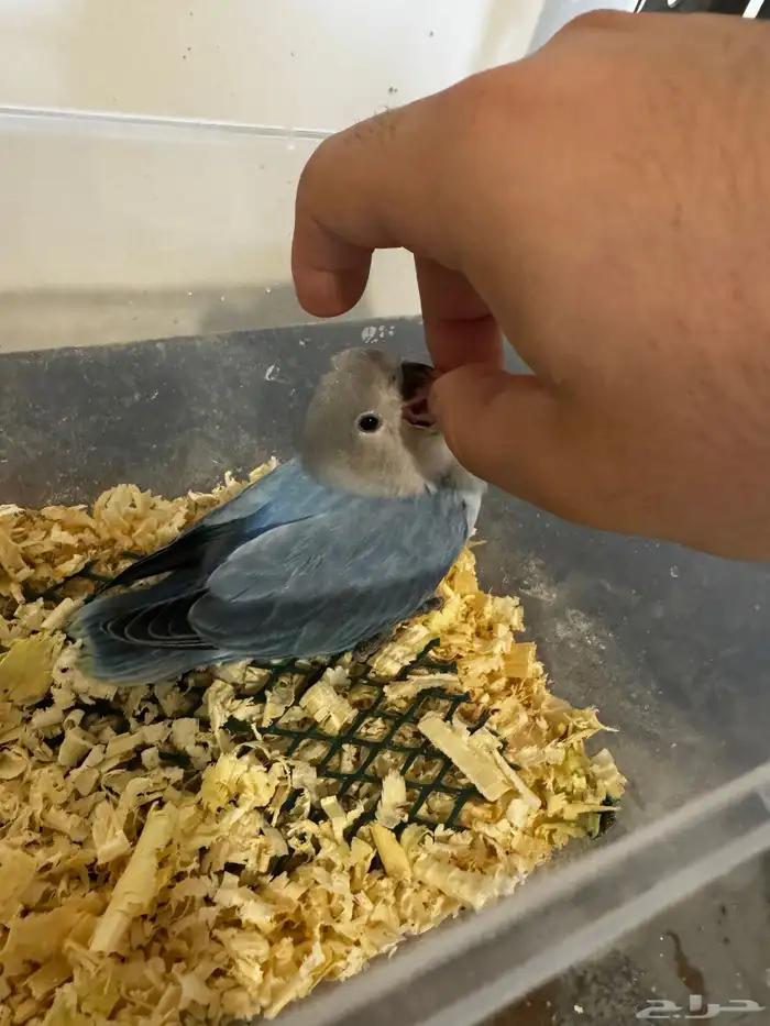 روز فرخ بلو سوبر جامبو 2