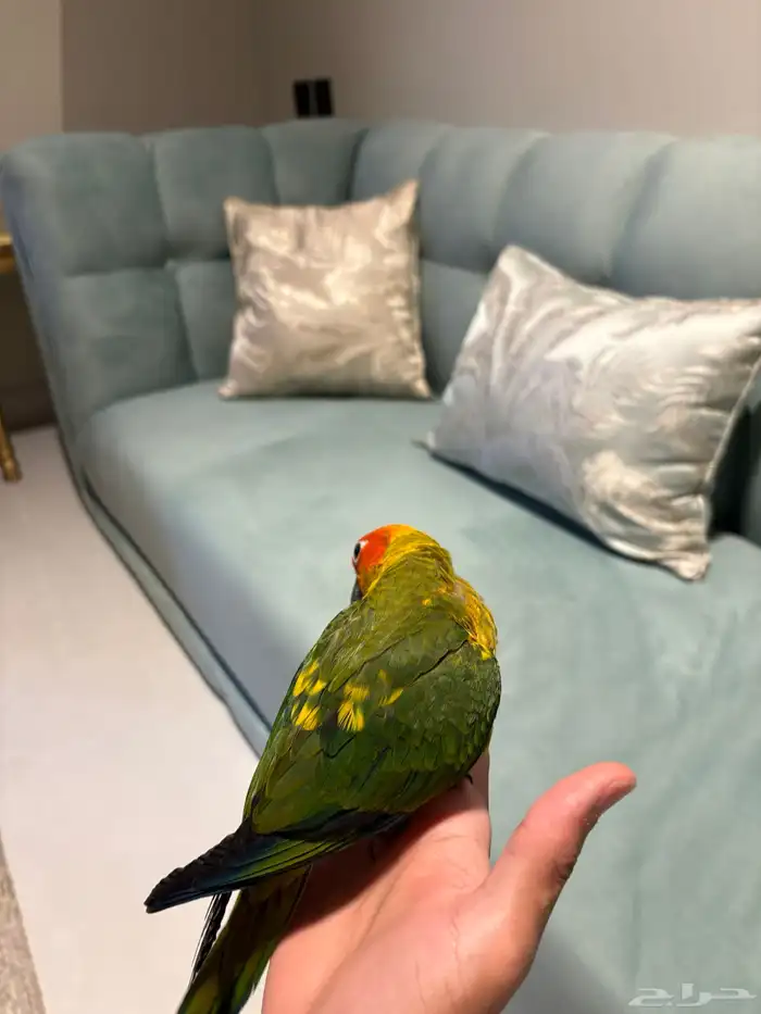 فرخ صن كنيور نهاية غر 5