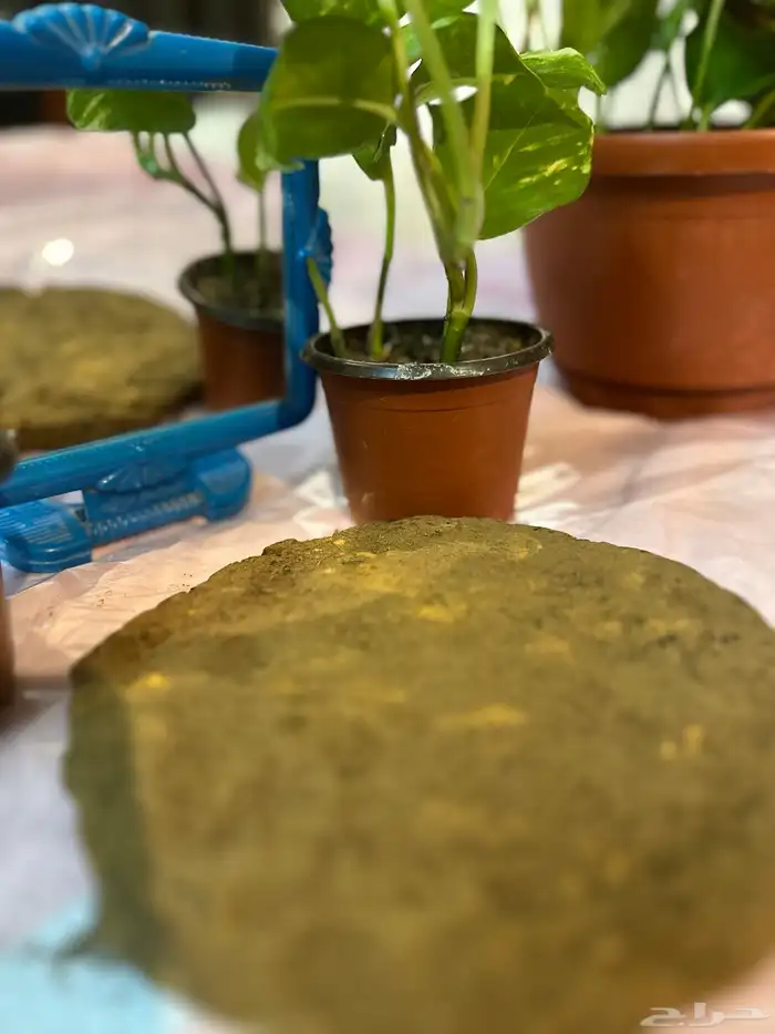 بخور حساوي قرص العود والزعفران 8