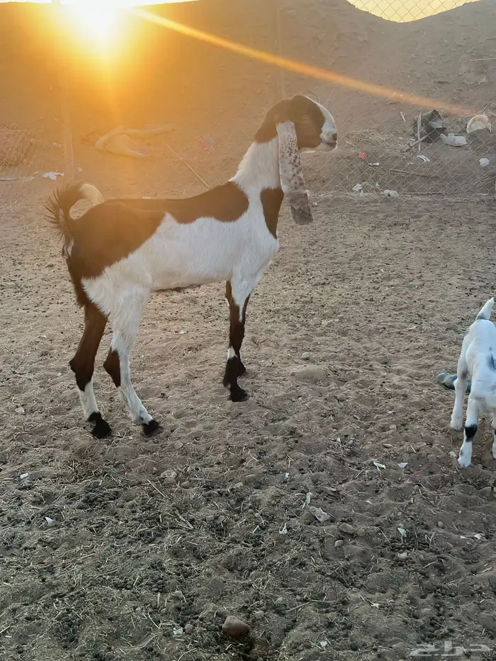 عنز دافع وثنية 4