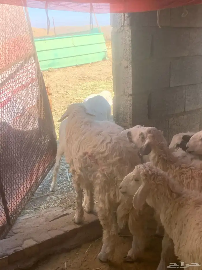 ذبائح للبيع 5