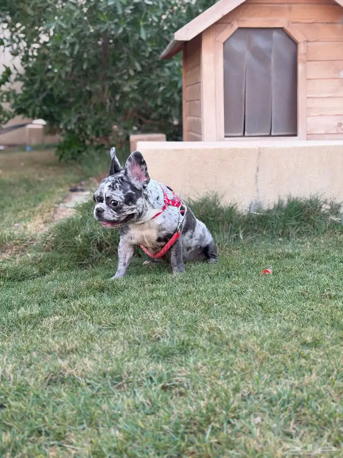 انثى فرنش بولدق ميرلي 3