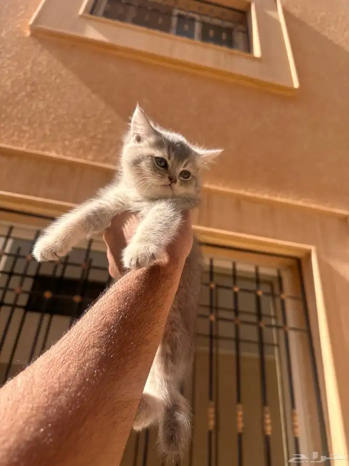 سكوتش استريت 0