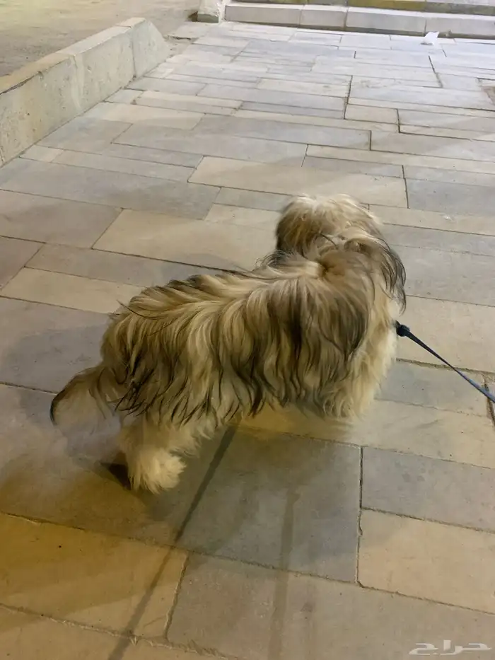 كلب سلالة شيه تزو أو مالتيز. 1