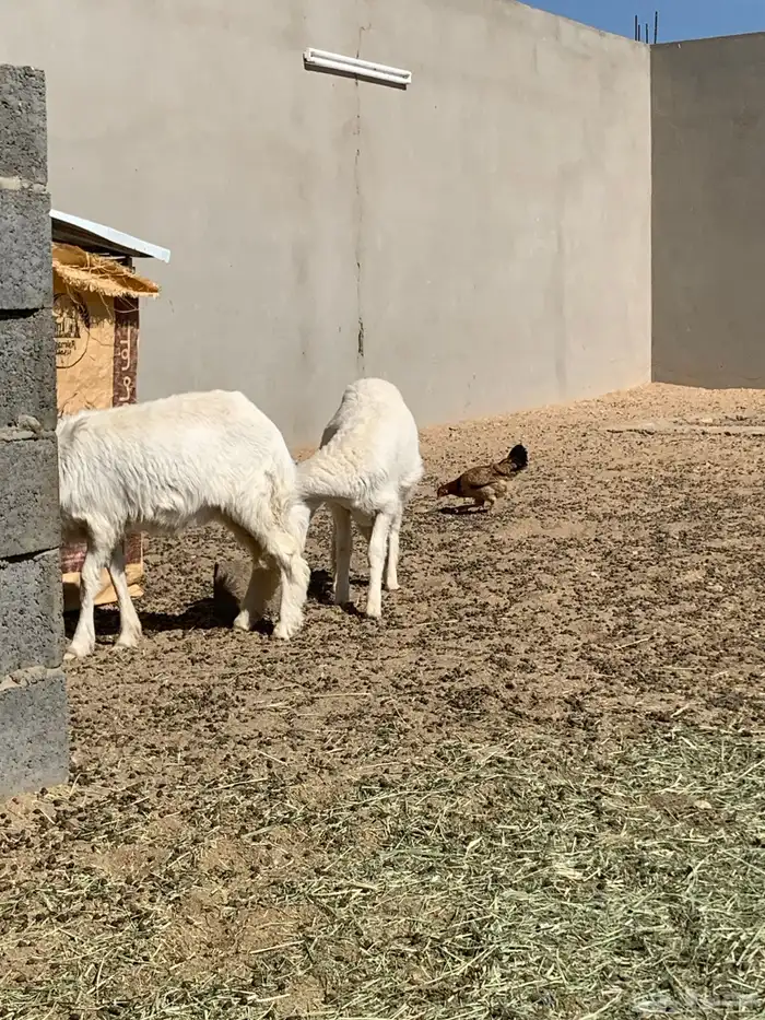 للبيع رخلين 6