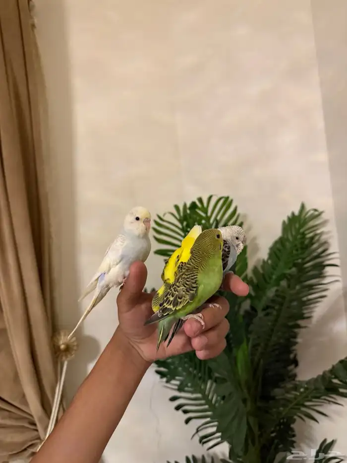 طيور وببغوات اليفه جدا ومتكلمه 6