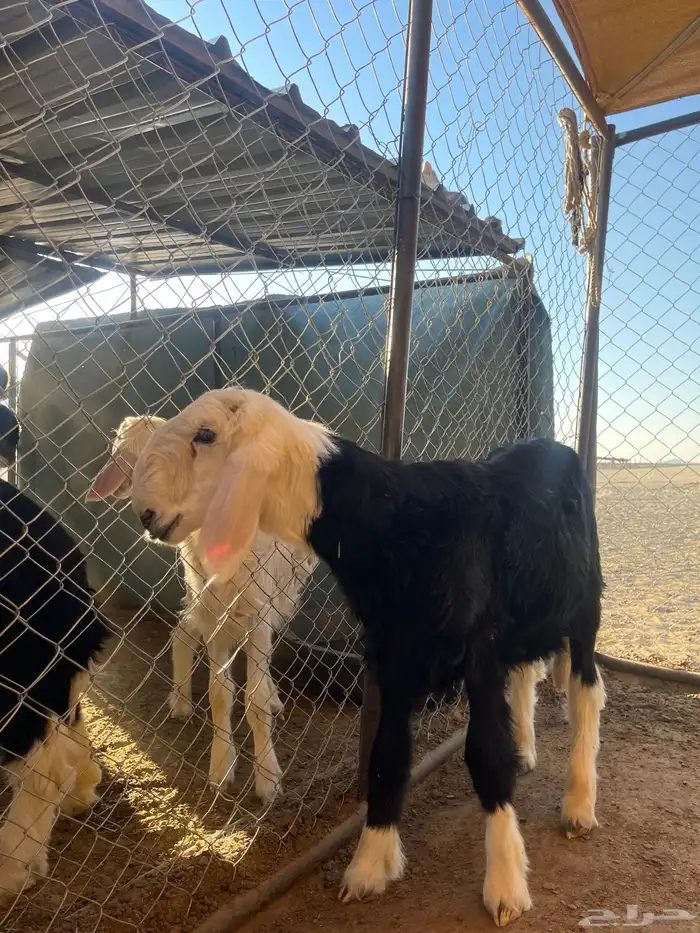 مشاريع فحول نجد 10