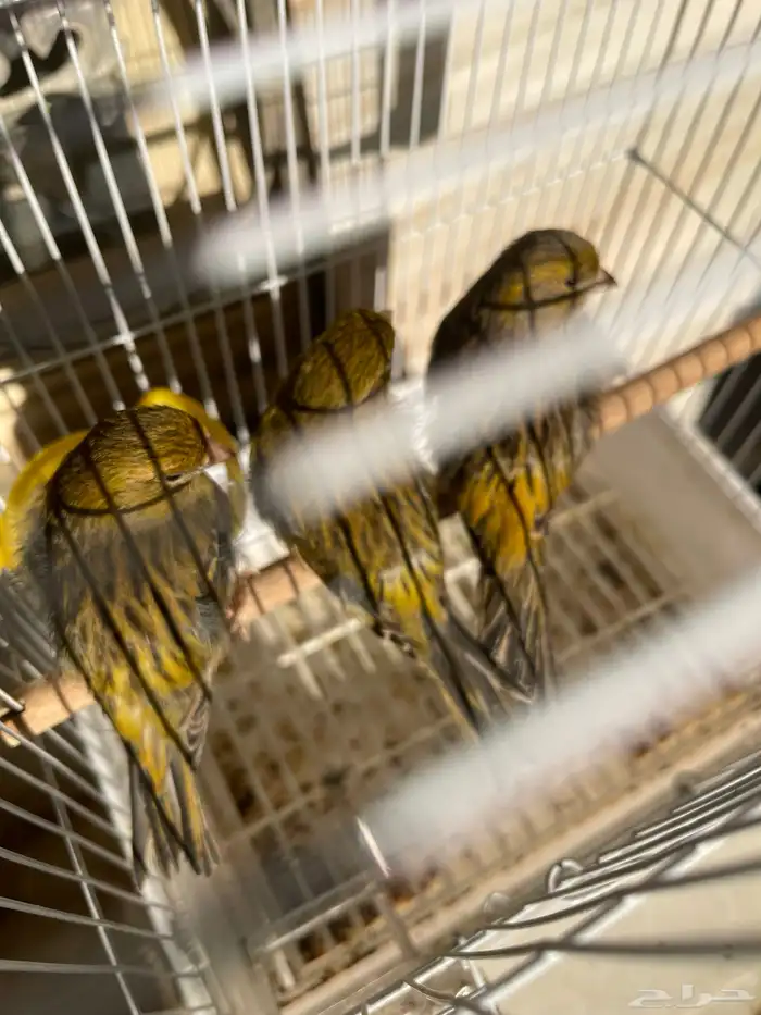 طيور كناري للبيع 1