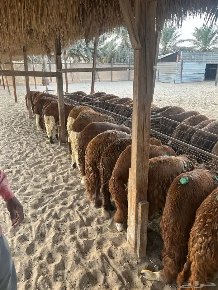 50 راس سواكني جذعان حمرية مرابي طيبة 0