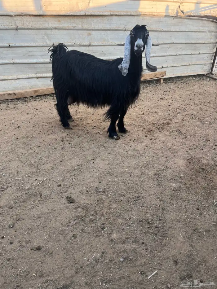 عنز عارضيه معها ثلاثه 4