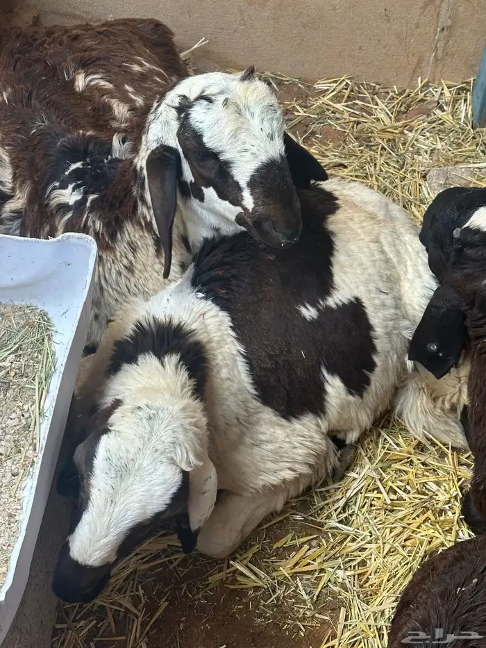 سواكن بيض تربيه 29