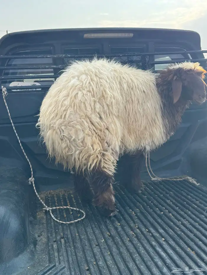 حفرالباطن 0