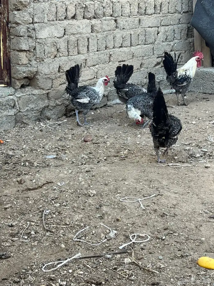 دجاج فيومي أصلي 0