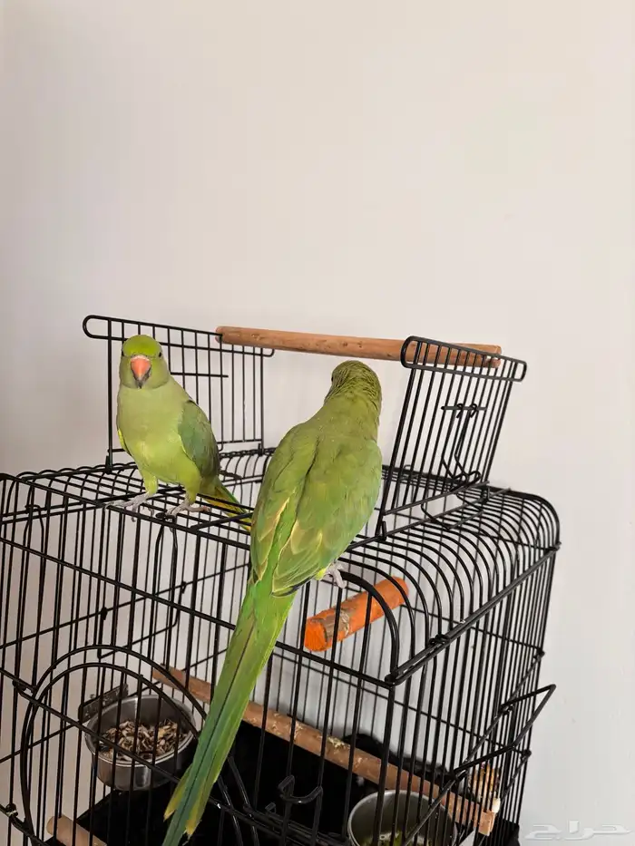 زوج ببغاء درع هندي 3