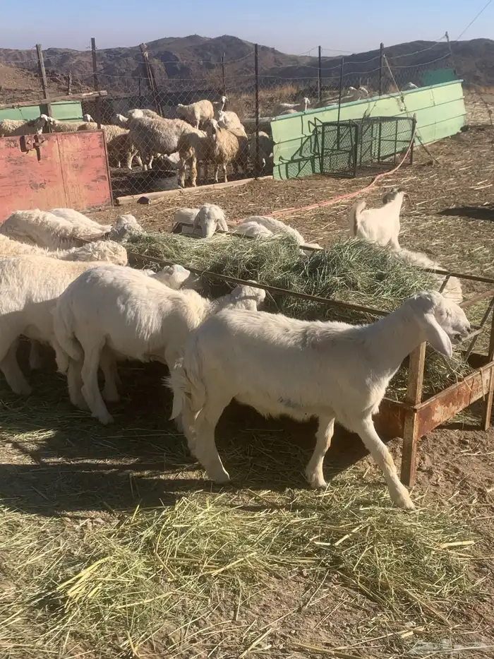 ذبائح للبيع 2