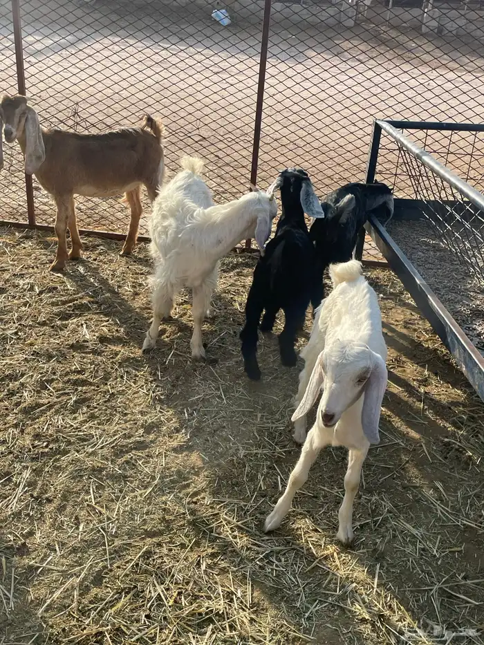 جفرات وتيوس 15