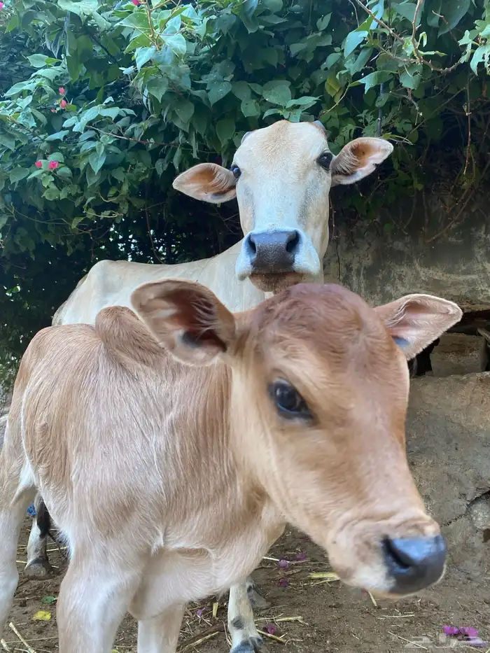 بقره للبيع 0