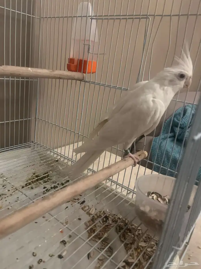 كروان للبيع 0